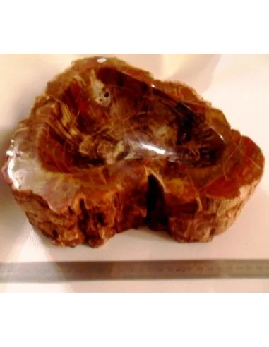 Grand coeur en Bois fossilisé polis