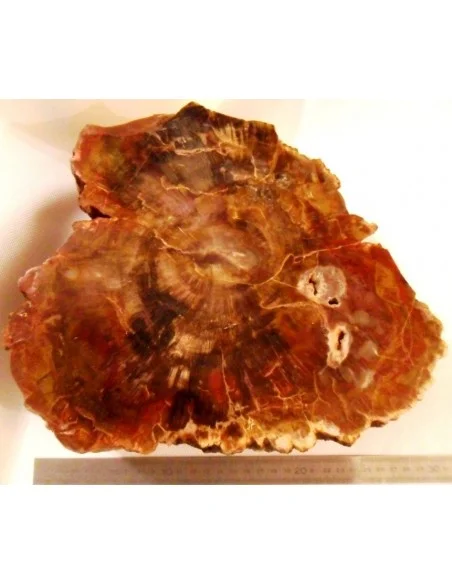 Grand coeur en Bois fossilisé polis