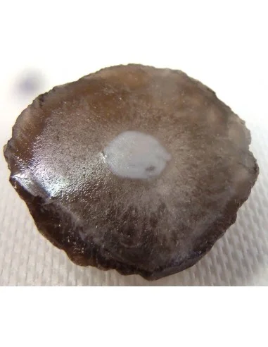 Calcedoine nodulaire