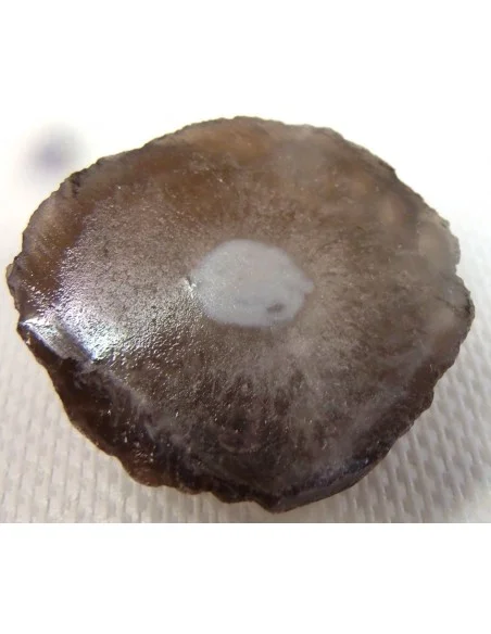 Calcedoine nodulaire