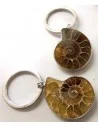 Ammonites porte-clés