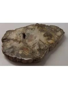 Tranche bois fossilisé 16cm