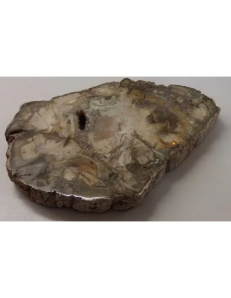 Tranche bois fossilisé 16cm Tranche bois fossilisé 16cm