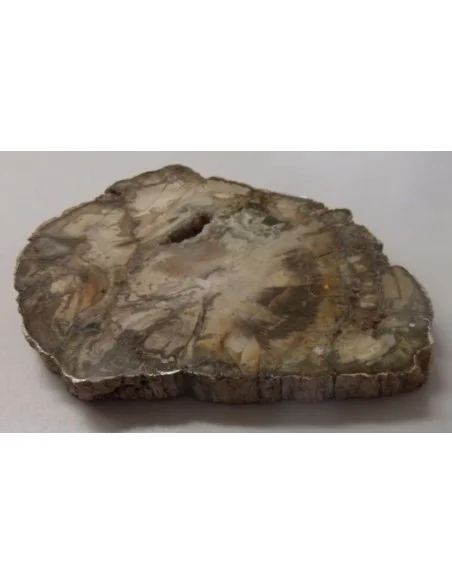Tranche bois fossilisé 16cm Tranche bois fossilisé 16cm