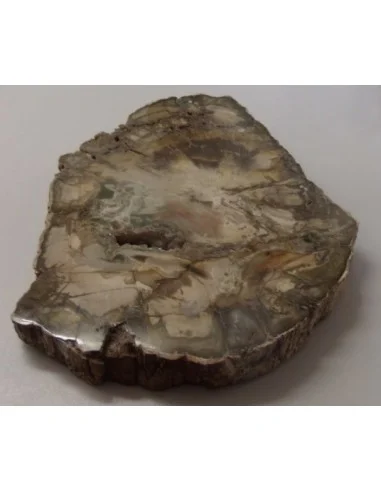 Tranche bois fossilisé 16cm