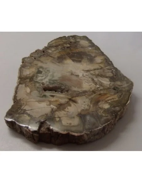 Tranche bois fossilisé 16cm Tranche bois fossilisé 16cm