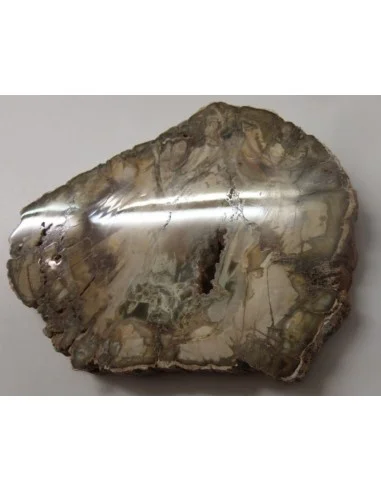 Tranche bois fossilisé 16cm