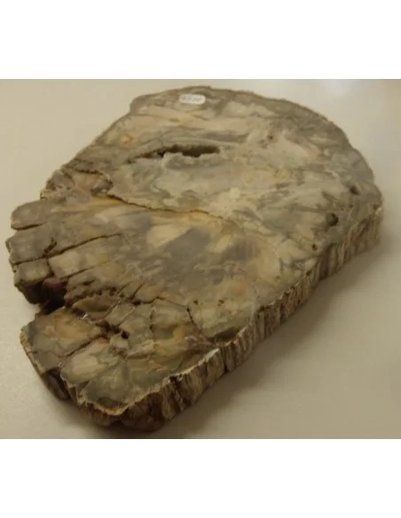 Tranche bois fossilisé 16cm Tranche bois fossilisé 16cm