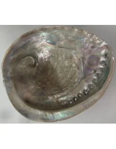 Coquillage purifier pierres