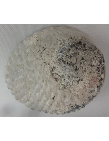 Coquillage purifier pierres