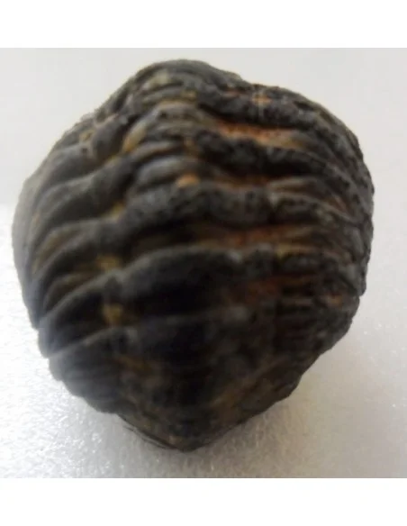 Trilobite