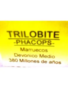 Trilobite 2
