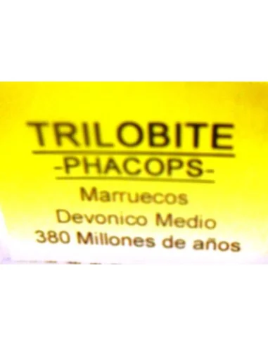 Trilobite