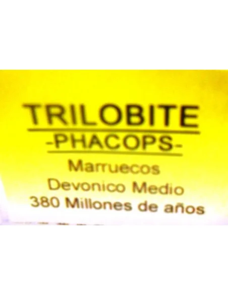Trilobite