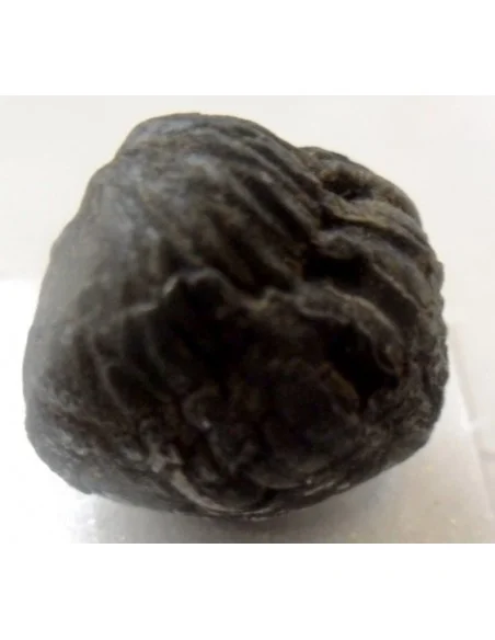 Trilobite