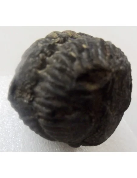 Trilobite