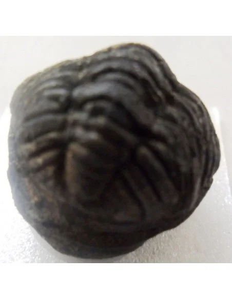 Trilobite