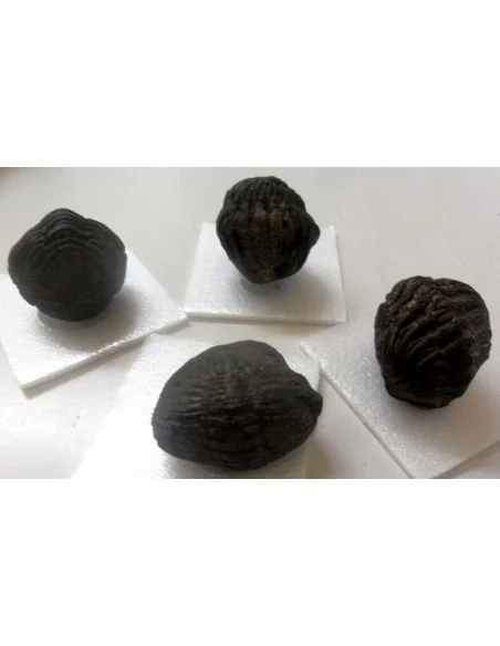 Trilobite