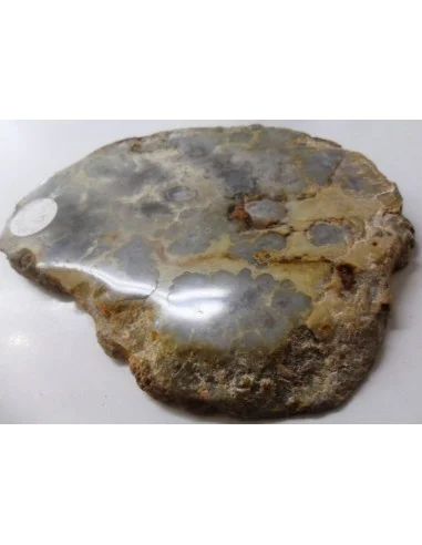 Cropolite Fossile des dinosaures