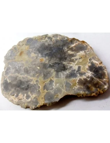 Cropolite Fossile des dinosaures