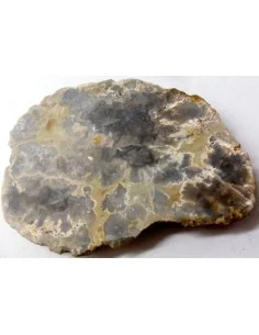 Cropolite Fossile des dinosaures