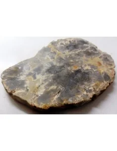 Cropolite Fossile des dinosaures 2