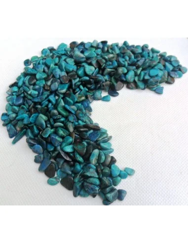 Chrysocolle polis