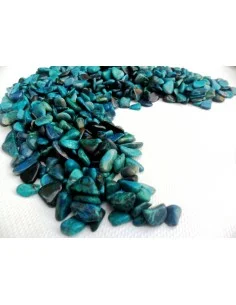 Chrysocolle polis
