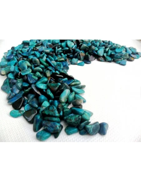 Chrysocolle polis Chrysocolle polis