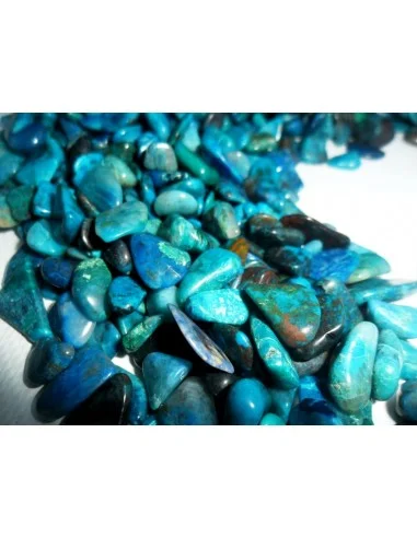 Chrysocolle polis