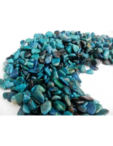 Chrysocolle polis