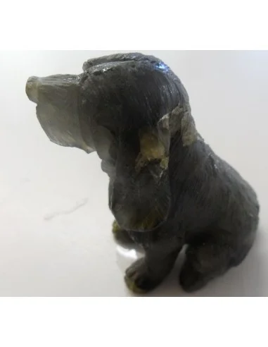 Labradorite chien