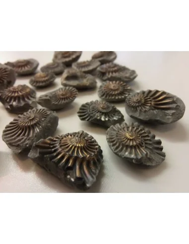 Ammonites Pleuroceras Jurassic