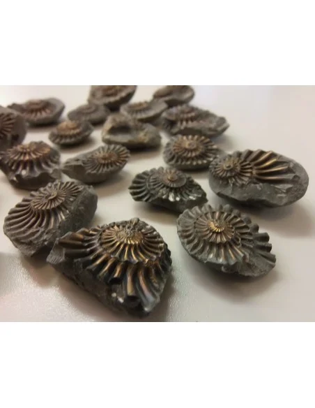 Ammonites Pleuroceras Jurassic Ammonites Pleuroceras Jurassic