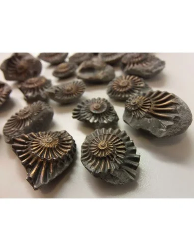 Ammonites Pleuroceras Jurassic