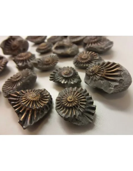 Ammonites Pleuroceras Jurassic Ammonites Pleuroceras Jurassic