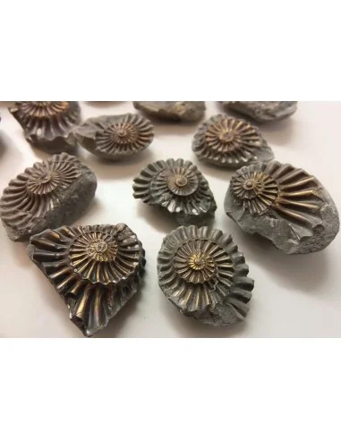 Ammonites Pleuroceras Jurassic