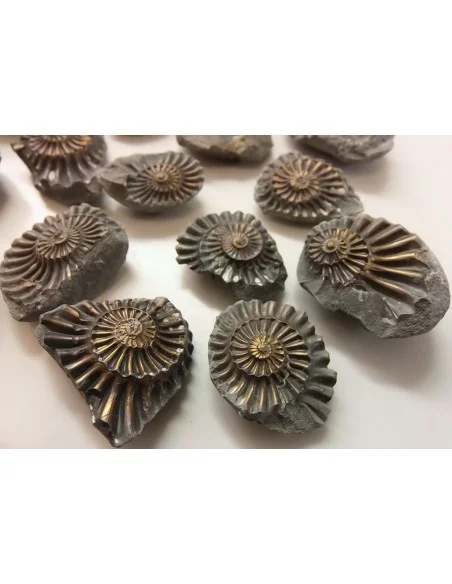 Ammonites Pleuroceras Jurassic Ammonites Pleuroceras Jurassic