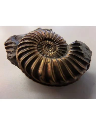 Ammonites Pleuroceras SP Pliensbachien