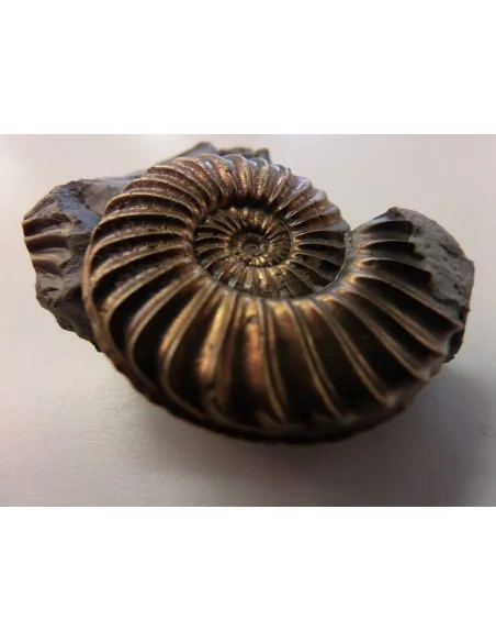 Ammonites Pleuroceras SP Pliensbachien