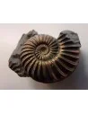 Ammonites Pleuroceras SP Pliensbachien