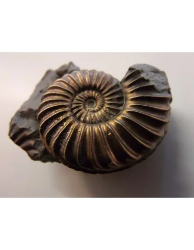 Ammonites Pleuroceras SP Pliensbachien