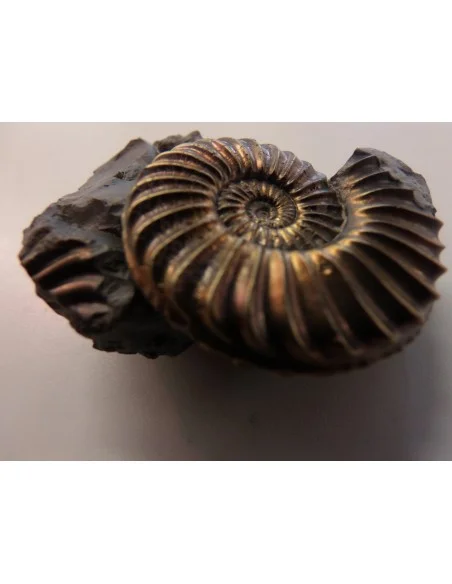 Ammonites Pleuroceras SP Pliensbachien