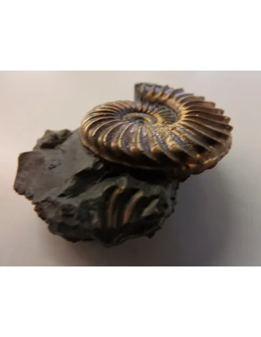 Ammonites Pleuroceras SP Pliensbachien