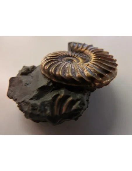 Ammonites Pleuroceras SP Pliensbachien