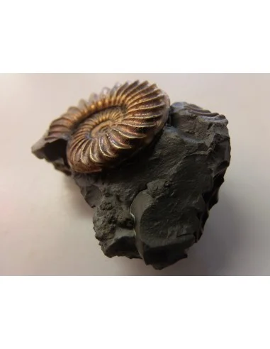 Ammonites Pleuroceras SP Pliensbachien
