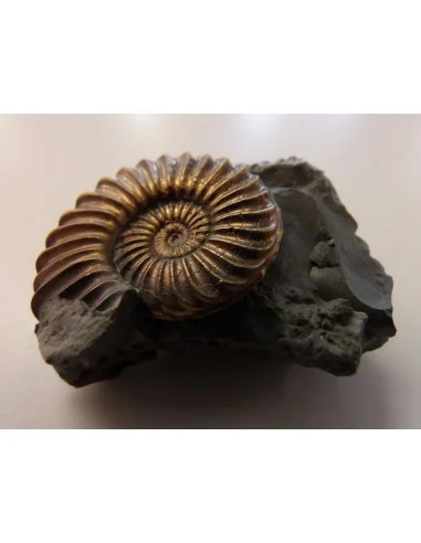Ammonites Pleuroceras SP Pliensbachien