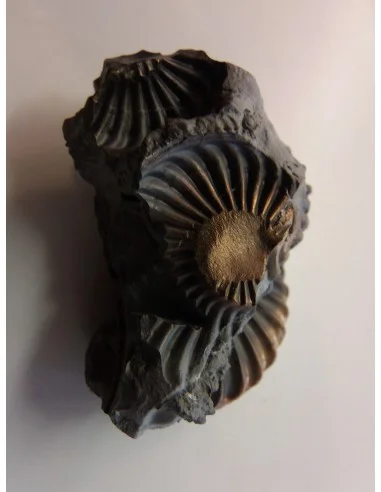 Ammonites Pleuroceras SP Pliensbachien
