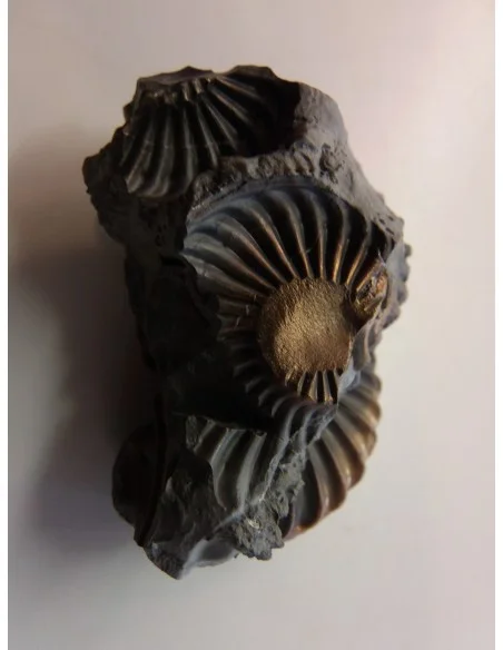 Ammonites Pleuroceras SP Pliensbachien