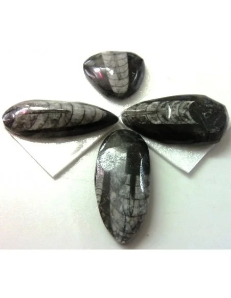 Orthoceras fossile Orthoceras fossile